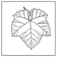 hoja-albarin